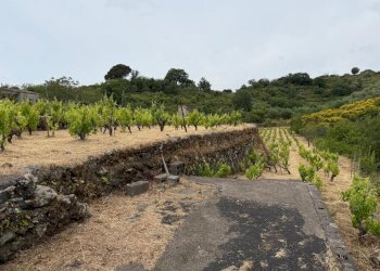 WhatsApp Image 2026-05-19 at 21.01.43(4) - Terreno agricolo Tremestieri Etneo - foto 4