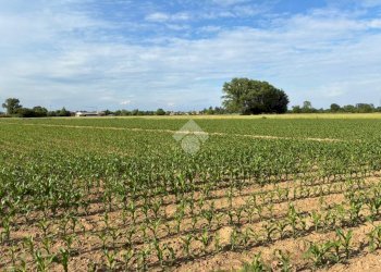 Agricultural land Via Milano, Corbetta - photo 4
