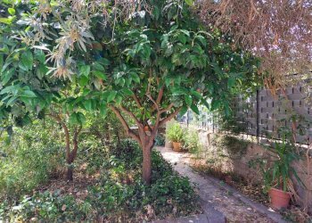 Giardino - Villa Via Alloro
 
13, Carini - foto 15