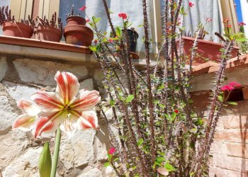 Giardino - Villa Via Alloro
 
13, Carini - foto 22