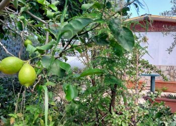 Giardino - Villa Via Alloro
 
13, Carini - foto 25
