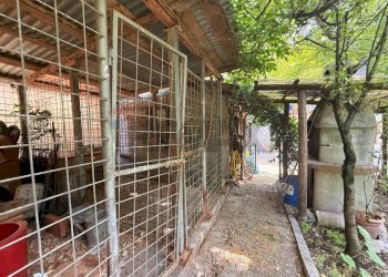 Giardino - Casa indipendente Via Calzen
 
39, Fonzaso - foto 12