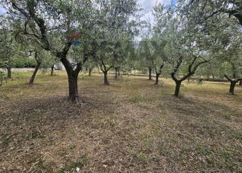 Giardino - Terreno edificabile Consortile Vitulanese, Foglianise - foto 5