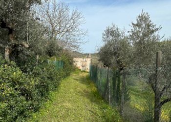 Terreno - Rustico SP 45, Moscufo - foto 11