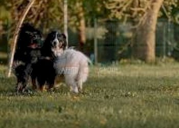 cane2 - Commercial Premises Via San Domenichino 11, Massa - photo 5