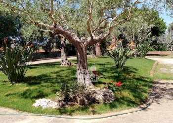 Villa Marsala - foto 7