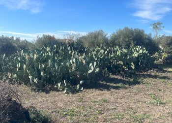 Non correlato - Terreno agricolo Strada Comunale Decima
snc, Belpasso - foto 3