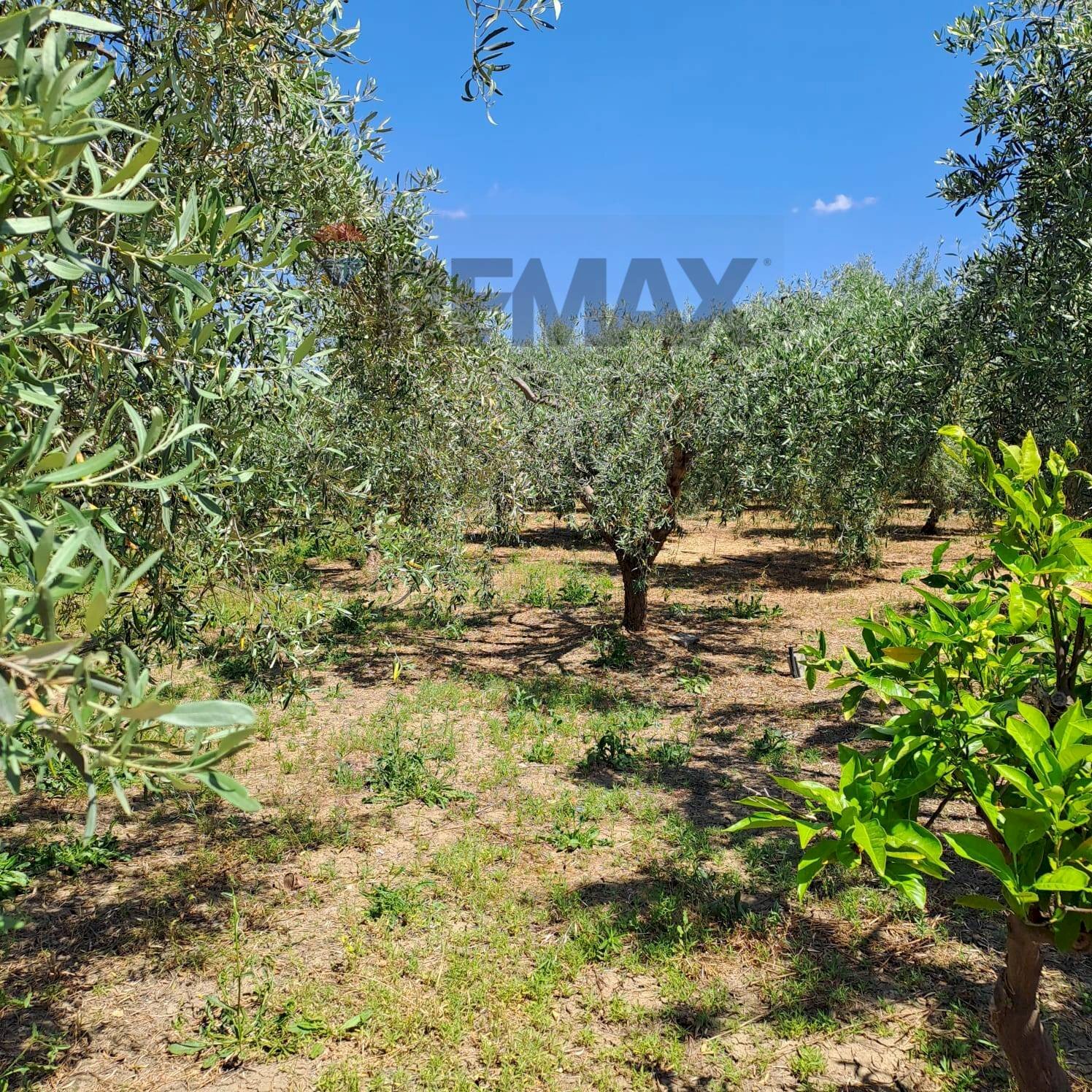 Giardino - Agricultural land Contrada Timpa (Sferro)
snc, Ramacca - photo 3