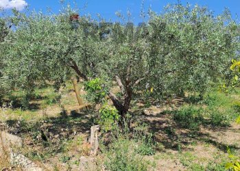 Giardino - Terreno agricolo Contrada Timpa (Sferro)
snc, Ramacca - foto 2
