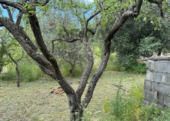 Giardino - Terreno agricolo C.DA FOSSA DEL PERO
SN, Trecastagni - foto 10