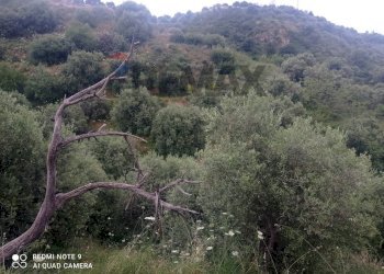 Non correlato - Terreno agricolo contrada baronessa
407, Taormina - foto 13
