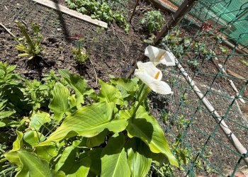 Giardino - Trilocale Mazzini
 
32, Albisola Superiore - foto 52