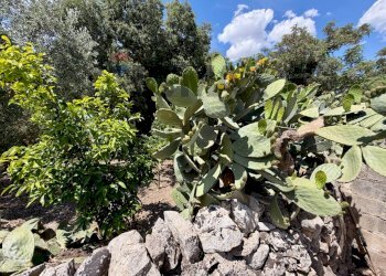 Giardino - Rustico Via Orazio Giorgio Pluchino, Modica - foto 39