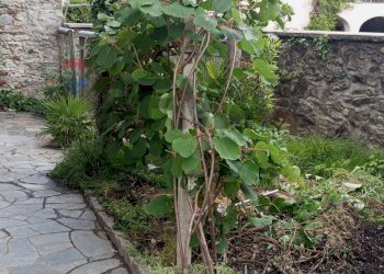 Giardino - Casa semi indipendente Via San Carlo
 
61, Madonna del Sasso - foto 15