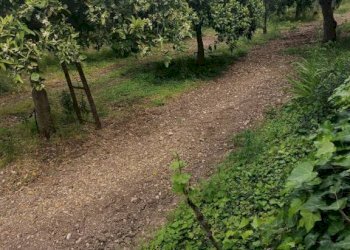 Terreno - Villa Bommiscuro SNC, Noto - foto 16