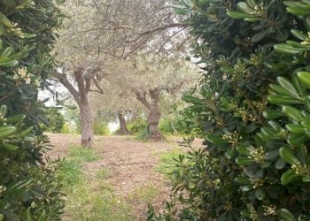 Terreno - Villa Bommiscuro SNC, Noto - foto 18