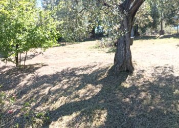 Foto 35 - Rustico Montespertoli - foto 35