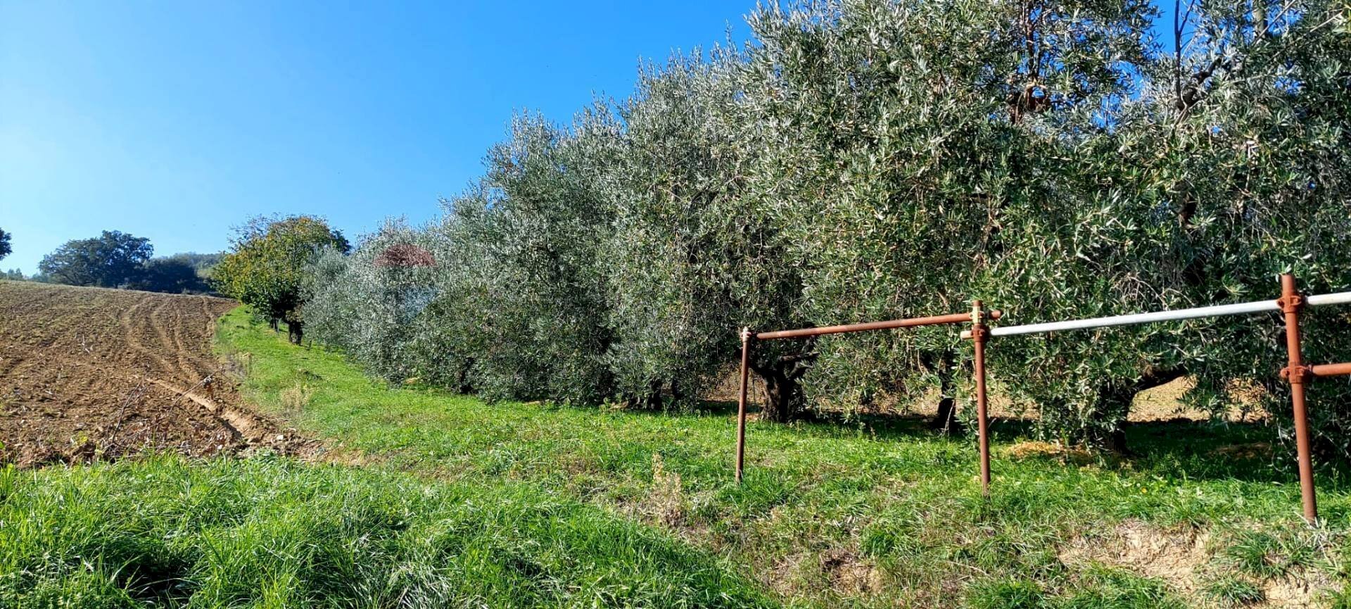 Giardino - Terreno agricolo Via Forchiusa Est, Serra San Quirico - foto 2