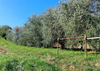 Giardino - Terreno agricolo Via Forchiusa Est, Serra San Quirico - foto 2