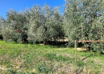 Giardino - Terreno agricolo Via Forchiusa Est, Serra San Quirico - foto 6