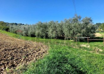 Giardino - Terreno agricolo Via Forchiusa Est, Serra San Quirico - foto 7