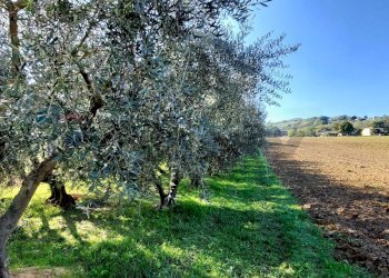 Giardino - Terreno agricolo Via Forchiusa Est, Serra San Quirico - foto 8