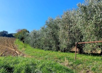 Giardino - Terreno agricolo Via Forchiusa Est, Serra San Quirico - foto 9