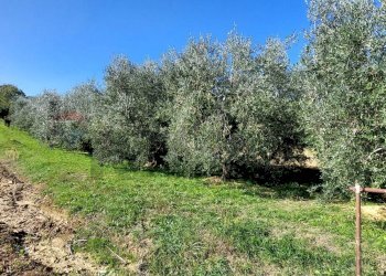 Giardino - Terreno agricolo Via Forchiusa Est, Serra San Quirico - foto 10
