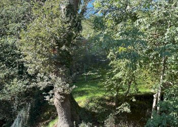 Giardino - Rustico Via Fratelli Rosselli
 
snc, Serra San Quirico - foto 9