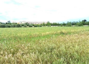 Terreno - Terreno edificabile strada Lecce, Nardò - foto 4