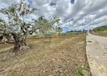 Foto 14 - Terreno agricolo Contrada Valguarnera, Partinico - foto 14