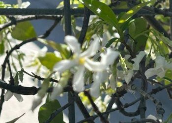 Giardino - Attico via Martiri della Loggia, 91, San Marzano sul Sarno - foto 32