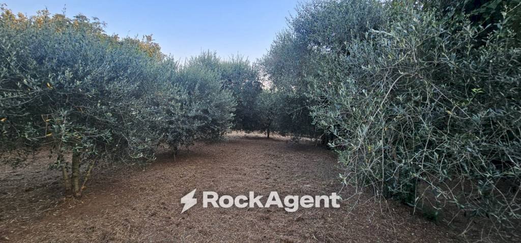 Terreno - Agricultural land SP26, 68, Vignanello - photo 1