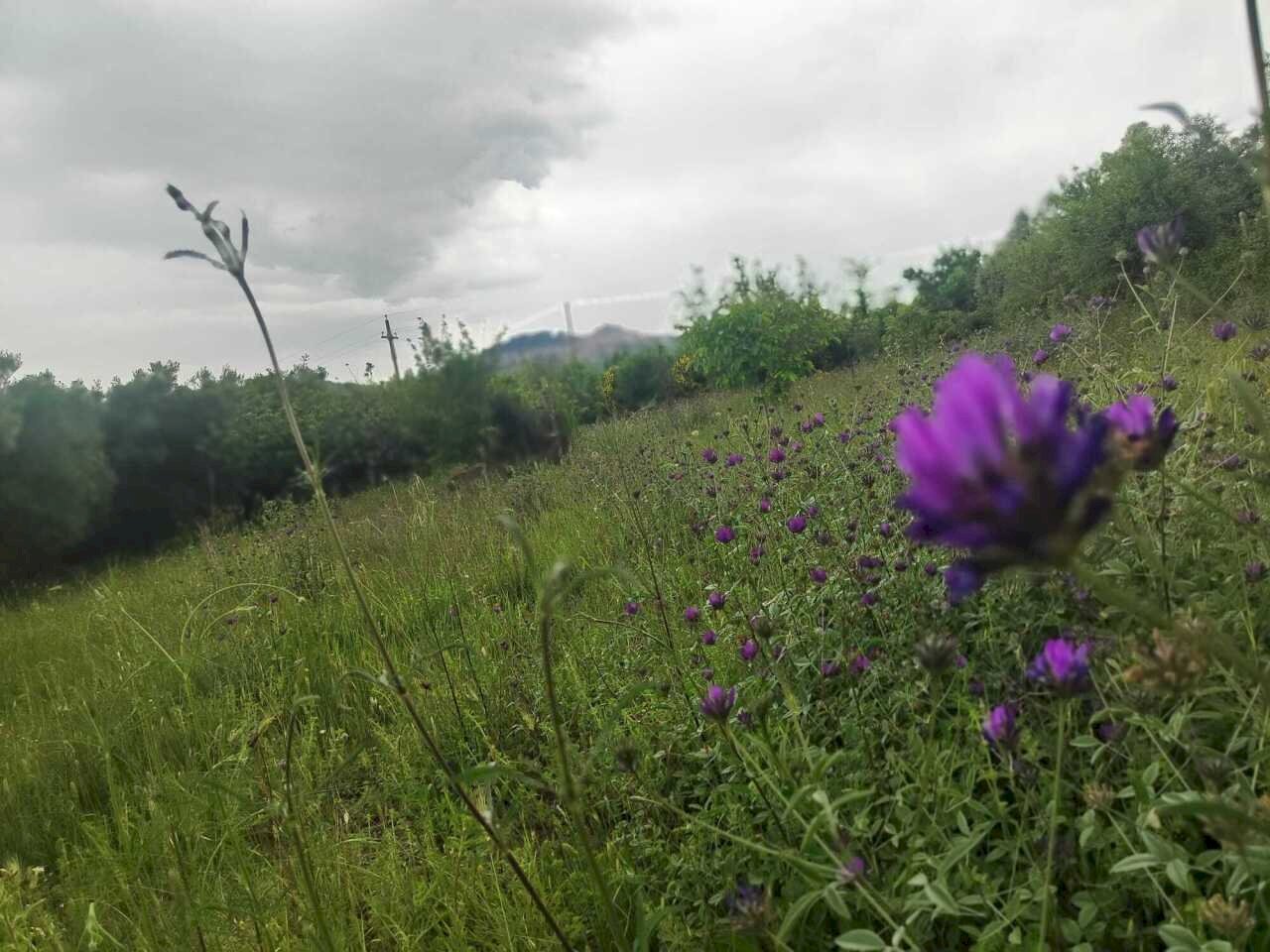 WhatsApp Image 2026-05-23 at 10.24.59 - Terreno agricolo Via Colle Rosa, Tivoli - foto 2