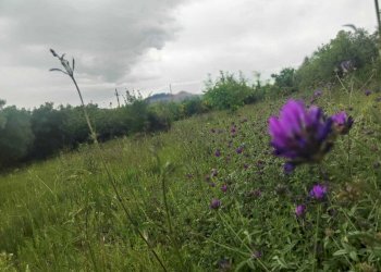 WhatsApp Image 2026-05-23 at 10.24.59 - Terreno agricolo Via Colle Rosa, Tivoli - foto 2