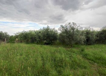 WhatsApp Image 2026-05-23 at 10.24.59 (1) - Terreno agricolo Via Colle Rosa, Tivoli - foto 12