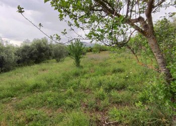 WhatsApp Image 2026-05-23 at 10.24.59 (2) - Terreno agricolo Via Colle Rosa, Tivoli - foto 13