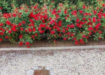 Villa Modena - photo 56