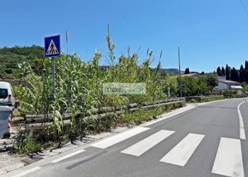 Foto 4 - Agricultural land Via Carlo Pellegrini, Massarosa - photo 4
