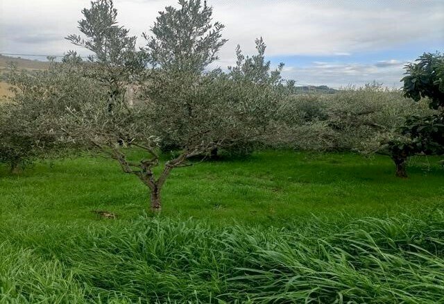 01 SAN BENEDETTO DEL TRONTO – INTERESSANTE ULIVETO - Terreno agricolo Contrada Monte Aquilino, San Benedetto del Tronto - foto 1