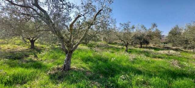 04 SAN BENEDETTO DEL TRONTO - INTERESSANTE ULIVETO - Terreno agricolo Contrada Monte Aquilino, San Benedetto del Tronto - foto 3