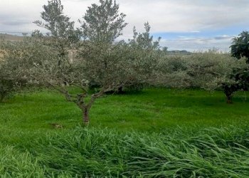 01 SAN BENEDETTO DEL TRONTO – INTERESSANTE ULIVETO - Terreno agricolo Contrada Monte Aquilino, San Benedetto del Tronto - foto 1