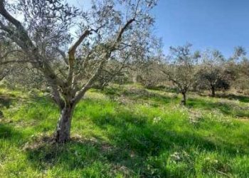 04 SAN BENEDETTO DEL TRONTO - INTERESSANTE ULIVETO - Terreno agricolo Contrada Monte Aquilino, San Benedetto del Tronto - foto 3