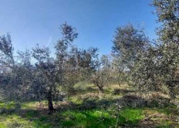03 SAN BENEDETTO DEL TRONTO - INTERESSANTE ULIVETO - Terreno agricolo Contrada Monte Aquilino, San Benedetto del Tronto - foto 4