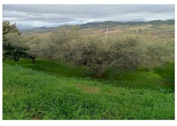 06 SAN BENEDETTO DEL TRONTO - INTERESSANTE ULIVETO - Terreno agricolo Contrada Monte Aquilino, San Benedetto del Tronto - foto 11