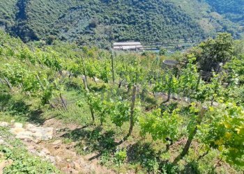 WhatsApp Image 2026-05-25 at 17.55.56 - Rustico Via Maberga, Taggia - foto 9