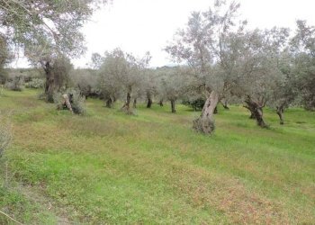 Villa Sessa Aurunca - photo 29