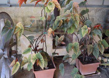 Dettagli - Villa C.da Rigolizia, Noto - foto 18