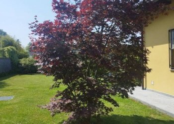 Giardino - Villa via Monte Rosa, Buguggiate - foto 5