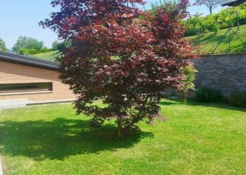 Giardino - Villa via Monte Rosa, Buguggiate - foto 37